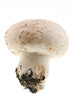 mushroom on white background