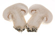 mushroom on white background