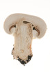 half mushroom on white background