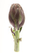 artichoke on white background