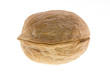walnut on white background