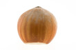 hazelnut on white background
