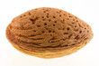 almond on white background