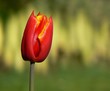 Tulip