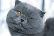 Foto: scottish fold cat is smiling and wink scottish fold cat is smiling and wink