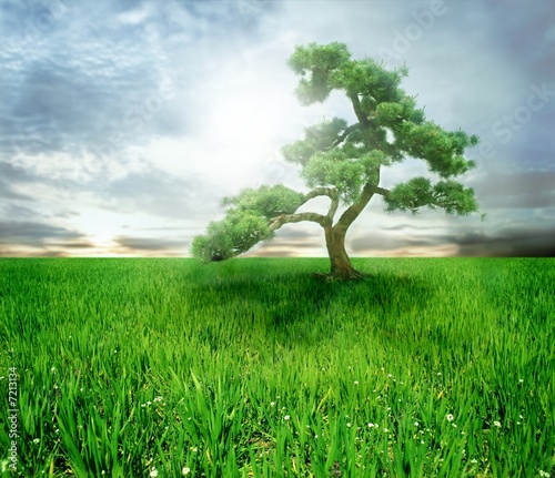 Photo: tree tree
