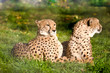 Photo: Couple of cheetahs Couple of cheetahs