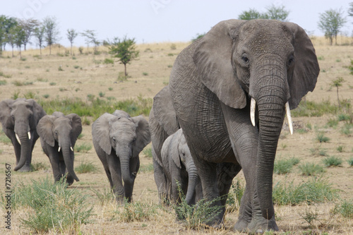 Photo: African Elephants African Elephants