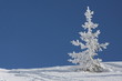 sapin givré