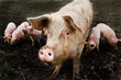 Pig(s)