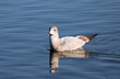Bird Swimming in water