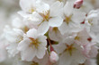 Cherry Blossoms