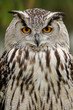 Photo: Eurasian eagle owl Eurasian eagle owl