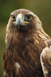 Photo: Golden eagle portrait Golden eagle portrait