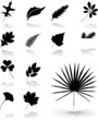 Set icons - 26. Leaves. Set of twelve vector icons Set icons - 26. Leaves. Set of twelve vector icons