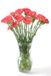Carnation Carnation