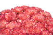 Carnation Carnation