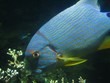 Poisson tropical
