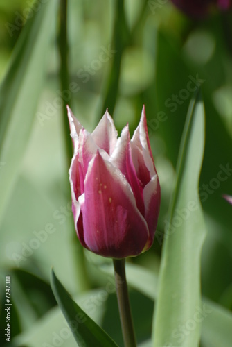 tulipano