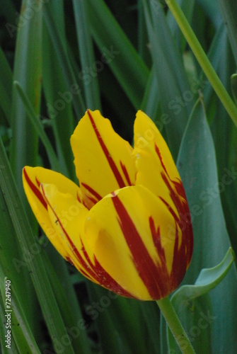 tulipano