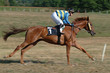 Jeune cheval au galop Jeune cheval au galop