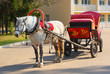 dappled horse in red gear with a russian tradition wagon