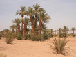 Palmiers dans une oasis