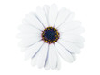 Foto: High Key photo of a marigold High Key photo of a marigold