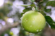 green apple