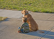 Little Boy Watching the Sun Go Down with Best Friend Little Boy Watching the Sun Go Down with Best Friend