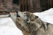 Wolves howl Wolves howl