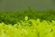 Organic Tea Leaves
