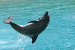 flipper