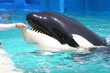 eating whale