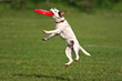 Catch! Catch!