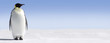 canvas print picture Penguin Panorma