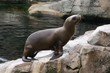 Foto: seelöwe seelöwe