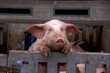 Cute pig