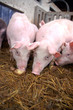 Eating pigs