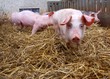 Pigs in a pigpen