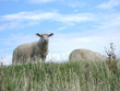 schafe auf der wiese