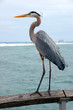Photo: Great Blue Heron Great Blue Heron