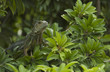 Iguane Vert de Colombie