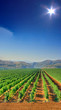 Vineyard field Vineyard field