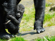 baby gorilla