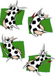 Dance Cow