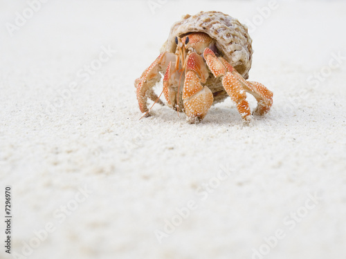 Photo: Big Hermit Crab Big Hermit Crab