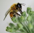 Abeille