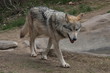 mexican wolf