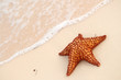 Starfish and ocean wave